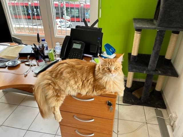 photo de nala la minette de chez Kapitan